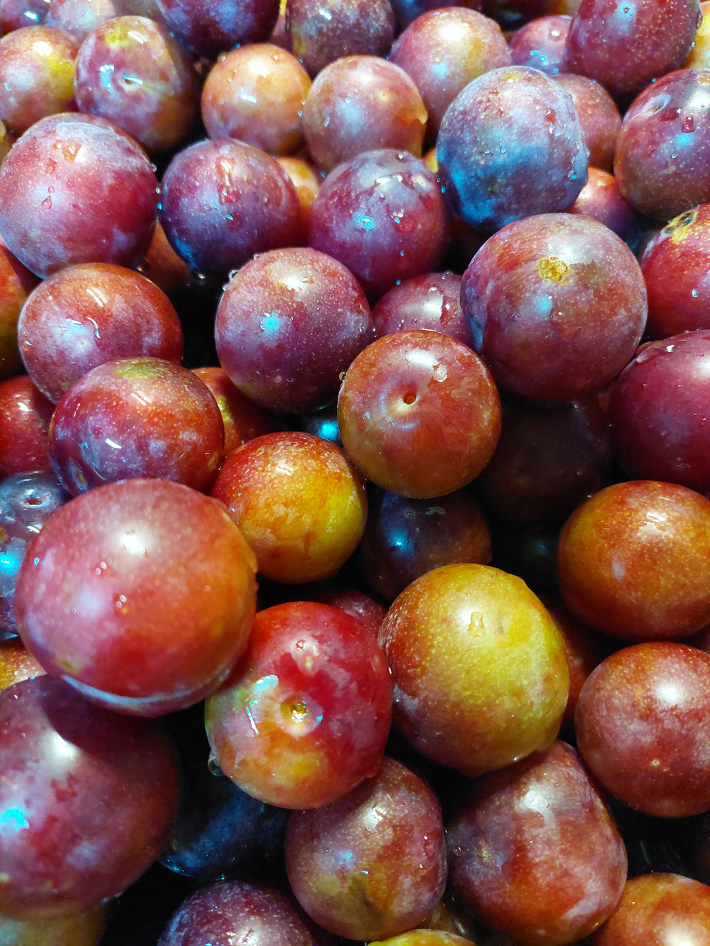 Plum Preserves - 8oz