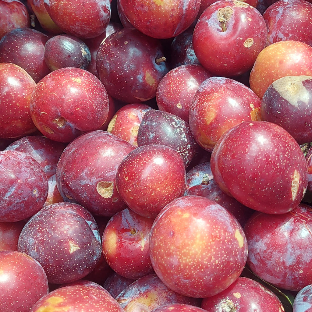 "Plum Preserves 8oz - handcrafted Texas preserve by Plum Krazy Creations"