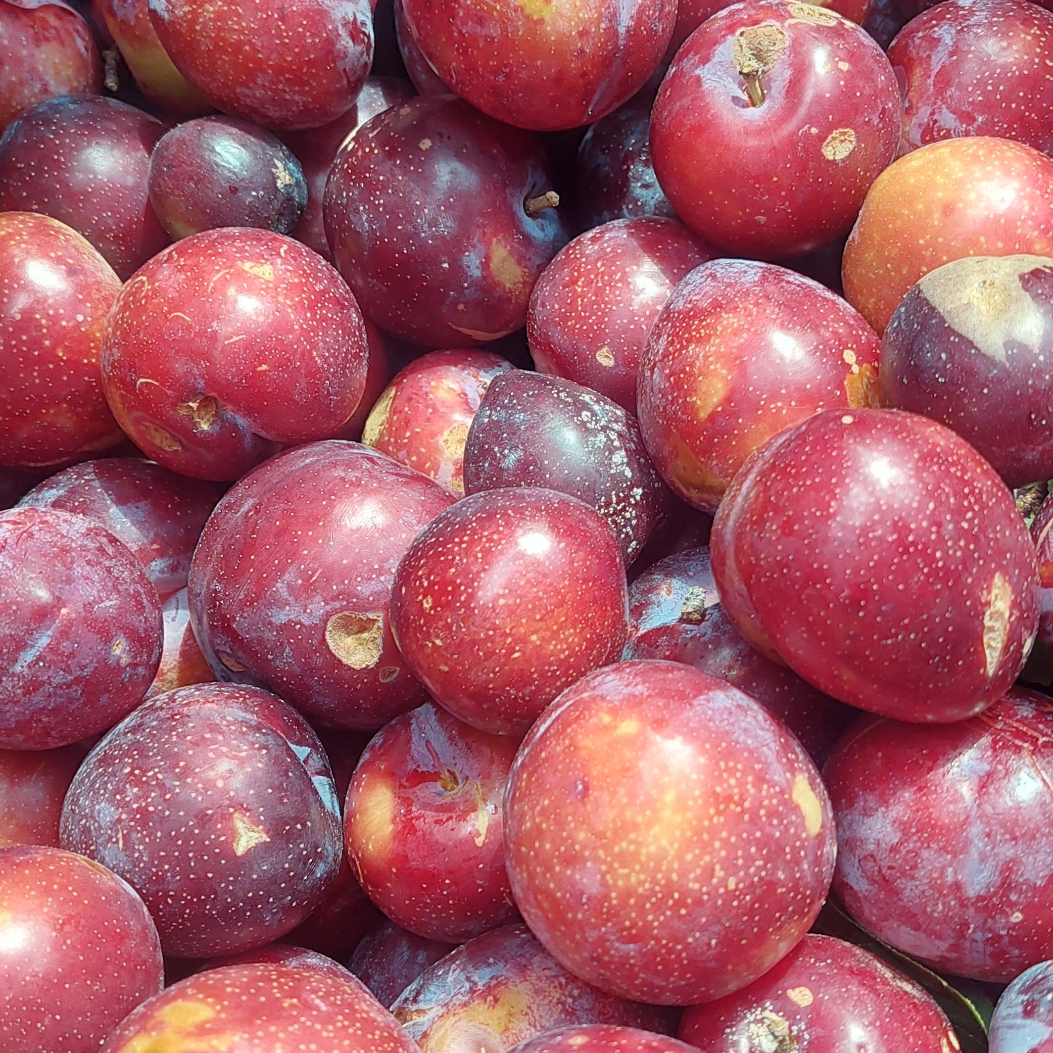 "Plum Preserves 8oz - handcrafted Texas preserve by Plum Krazy Creations"